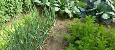 Państwowy Instytut Badawczy zorganizował szkolenie z cyklu „Nawożenie i wapnowanie w uprawach ogrodniczych”
