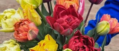  O Rany, Tulipany